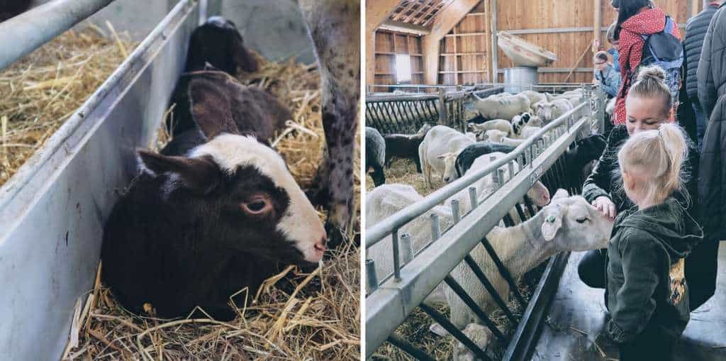 collage kinderboerderij bezoeken tijdens zwangerschap zwanger schapenstal kraamstal lammertijd risico schapen geiten miskraam - Mama's Meisje blog