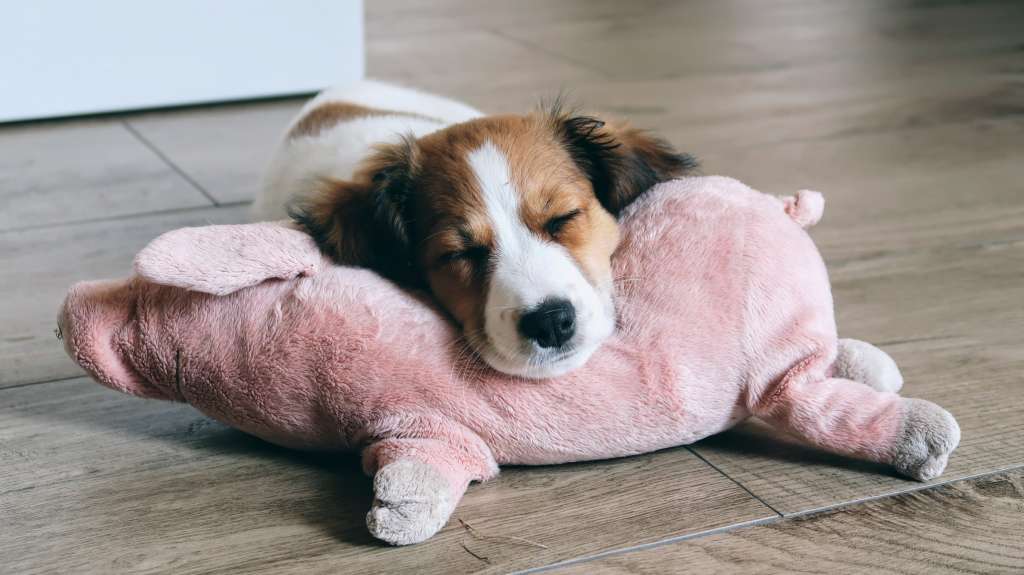 keuken aansporing Banyan Hond slapend op knuffel kooiker ikea varken - Mama's Meisje blog - Mama's  Meisje