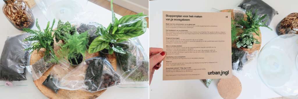 Planten terrarium plant in fles kleine ecosystemen weinig onderhoud ervaring review Flessentuin - Mama's Meisje blog